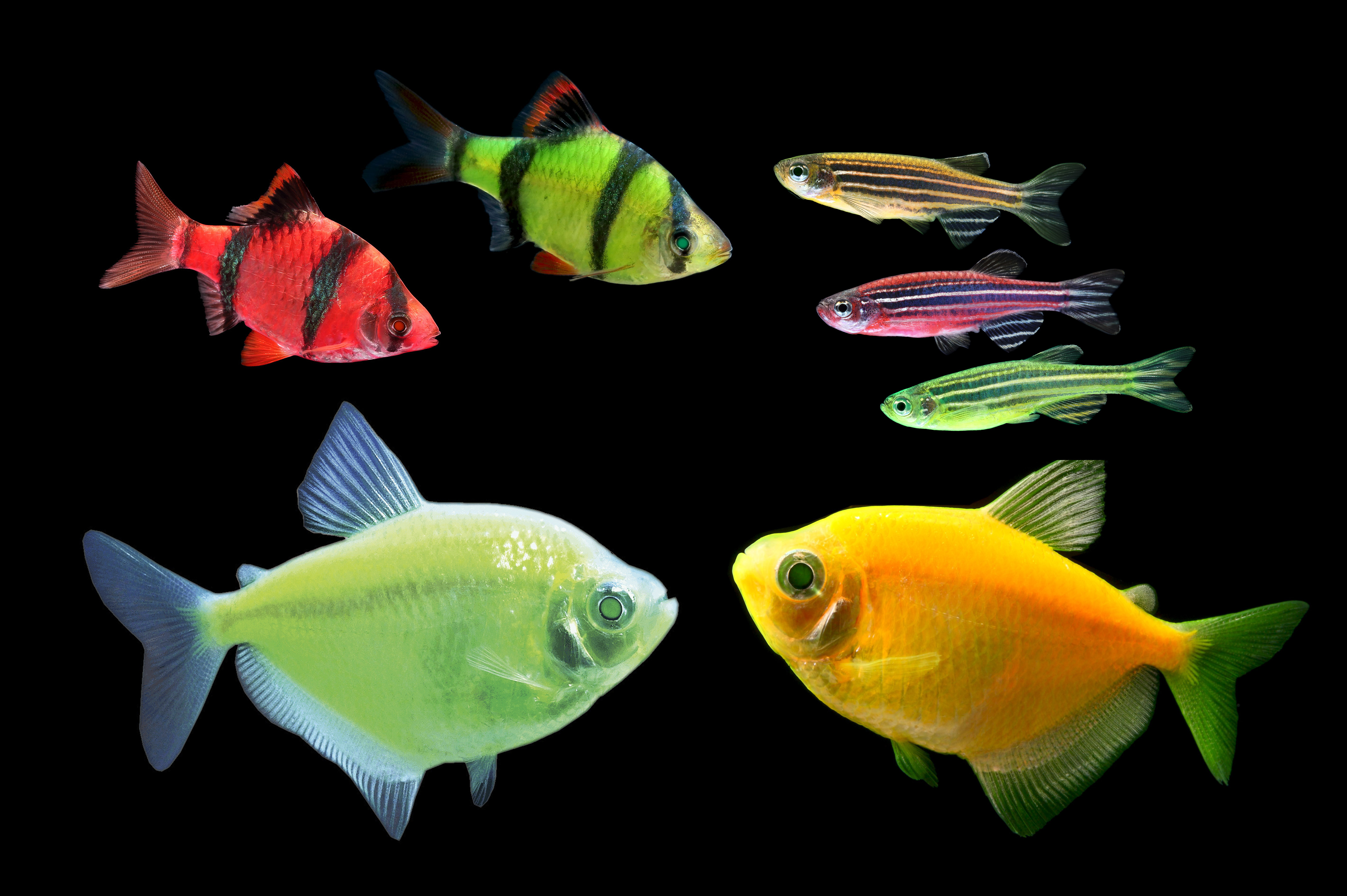 Choosing The Right Species Of Fish For Your Aquarium Habitattitude 