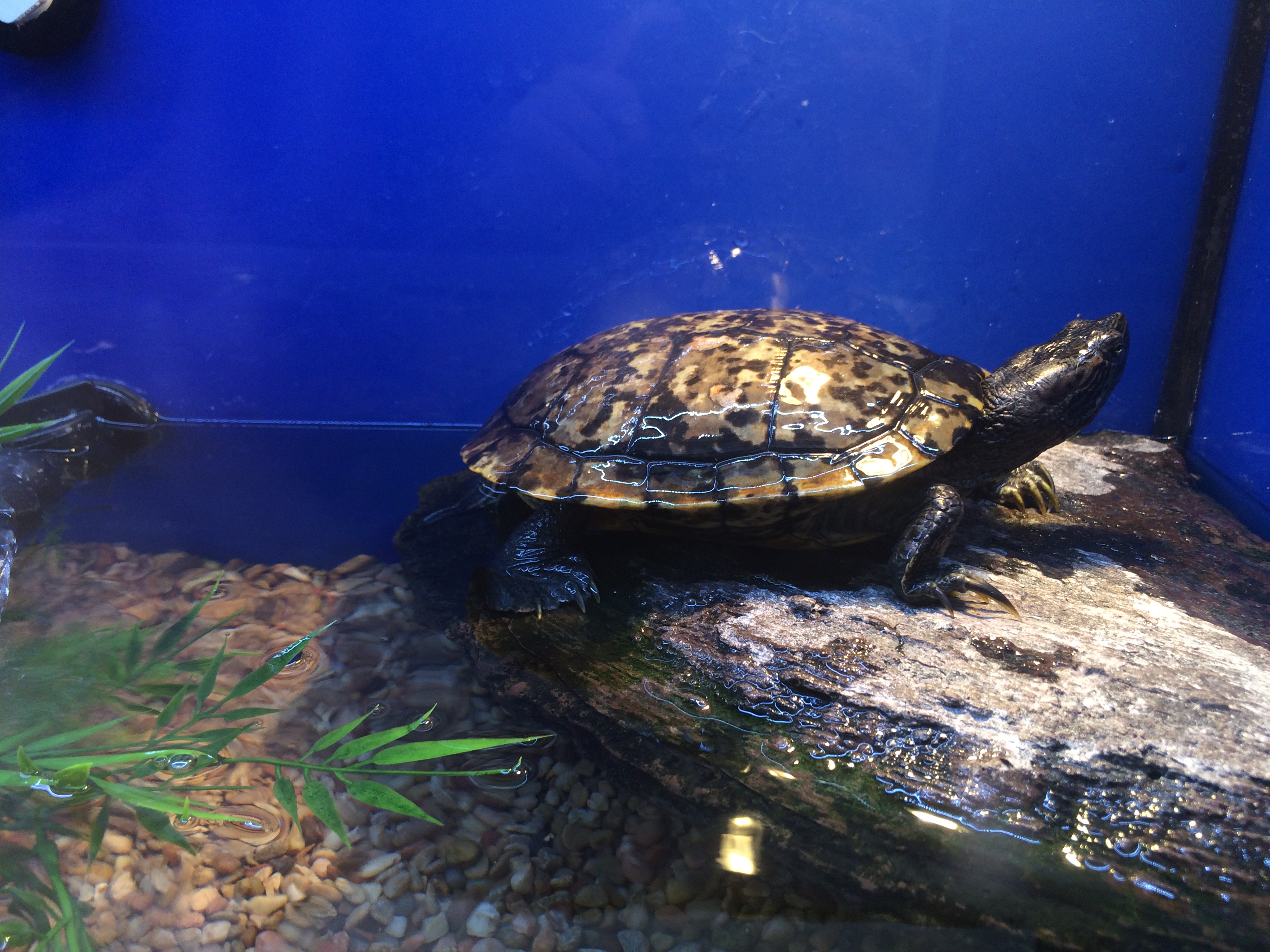 Petsmart best sale turtle aquarium