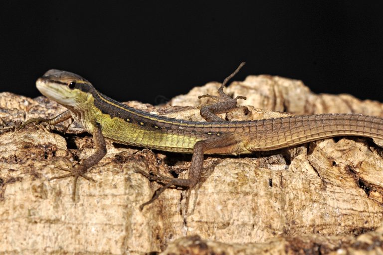 Asian Longtail Lizard Reptiles by Mack - Habitattitude™ Protect our ...